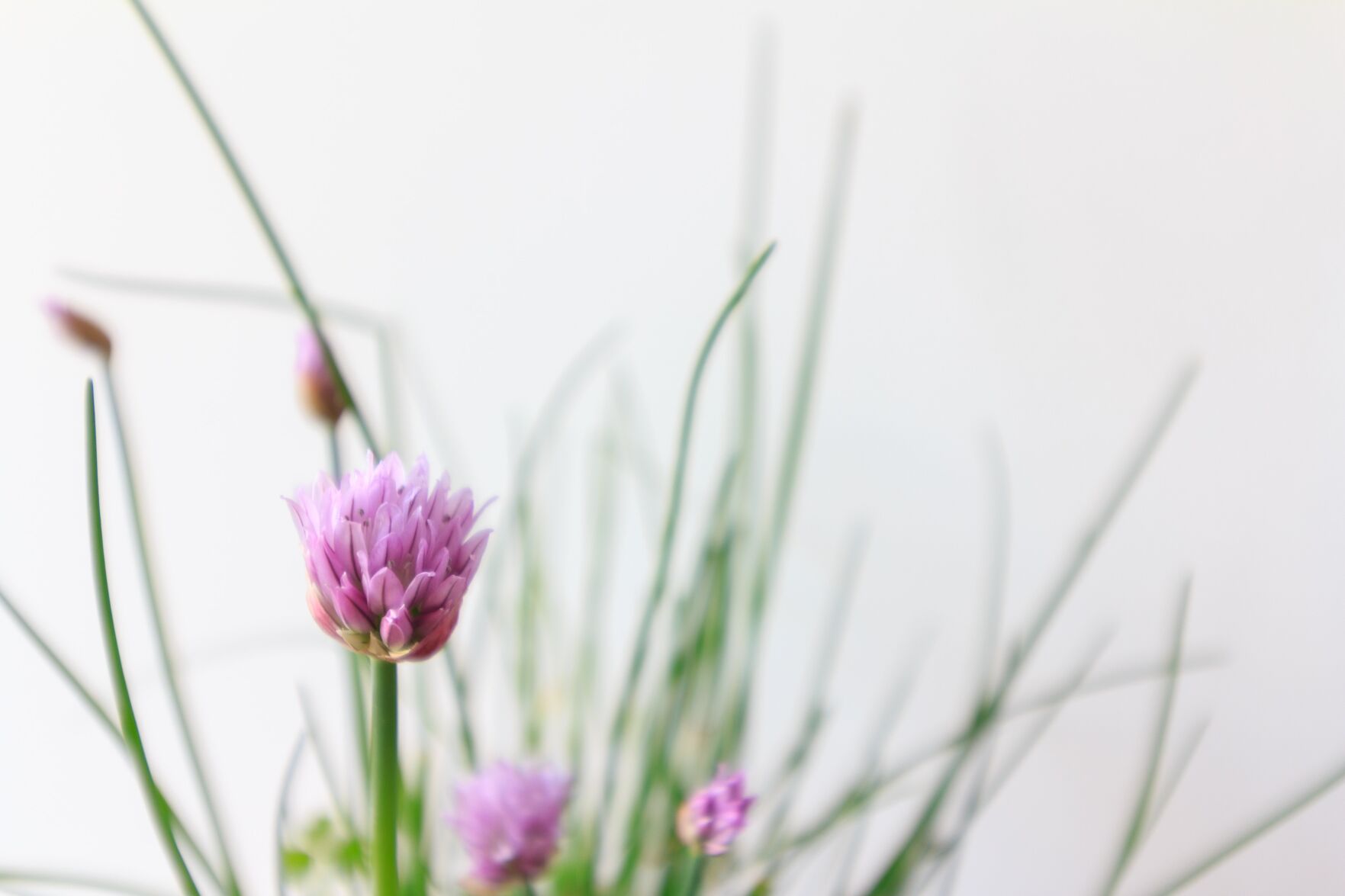 Chives